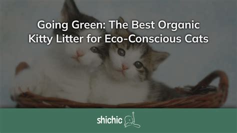 best natural cat litter|7 Best Natural (Eco.